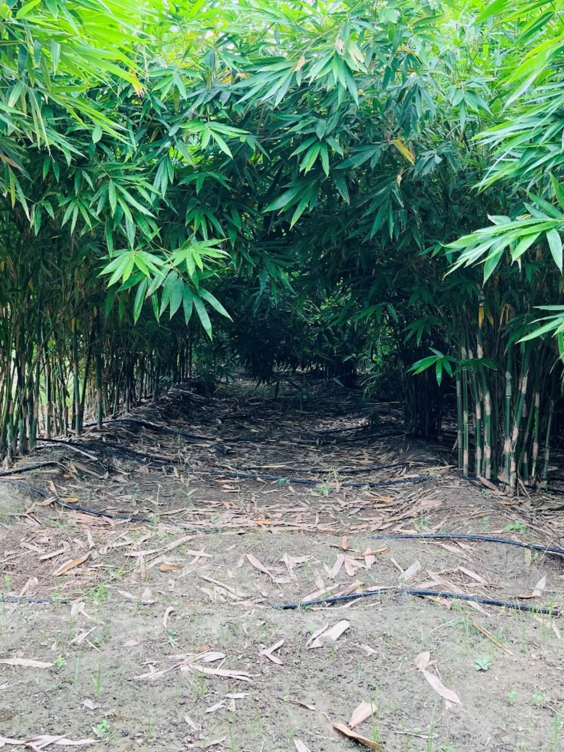 Untitled design (13)