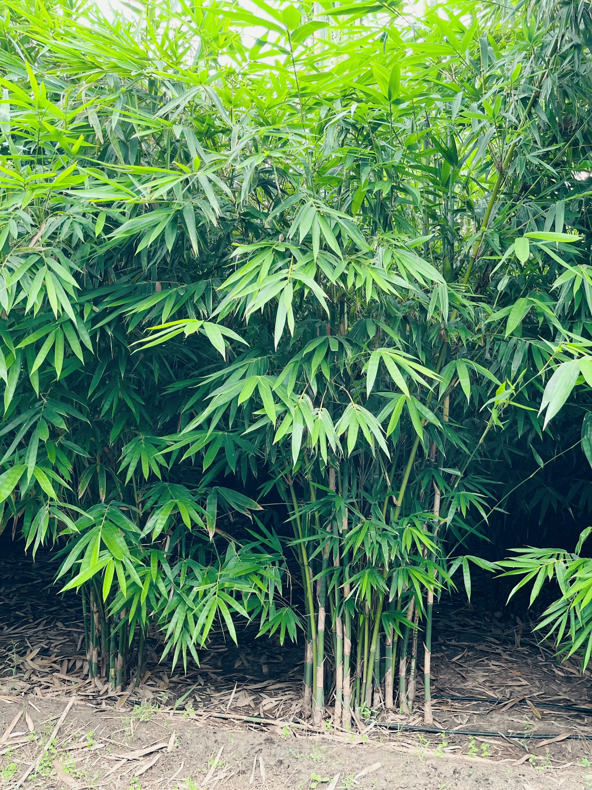 Untitled design (17)